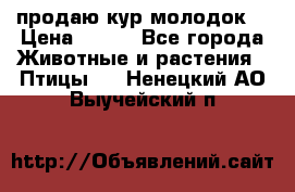 продаю кур молодок. › Цена ­ 320 - Все города Животные и растения » Птицы   . Ненецкий АО,Выучейский п.